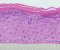  3-D Human Tissue Models