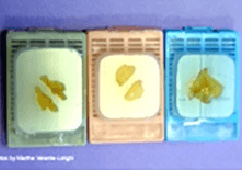 Cureline社 ヒト組織・生体試料