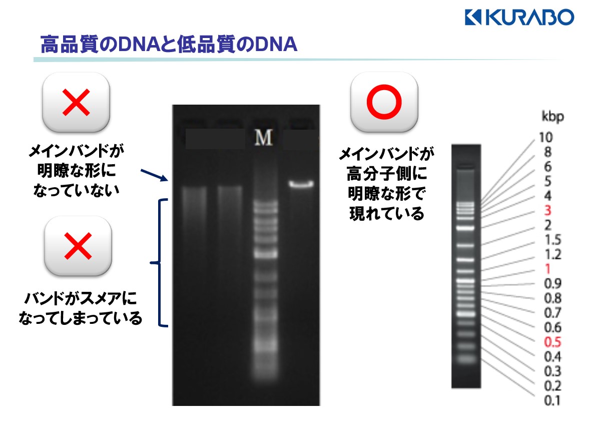 サンプル品質について 遺伝子解析ナビ 遺伝子受託解析サービス クラボウ バイオメディカル部