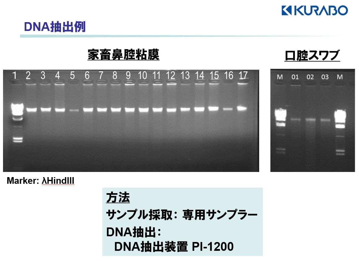 核酸抽出サービス オプションサービス 遺伝子受託解析サービス クラボウ バイオメディカル部