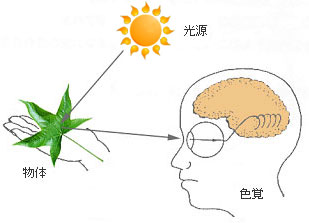 色の知覚