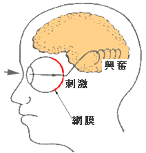 図4　目に入った色